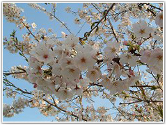 春先の桜景色